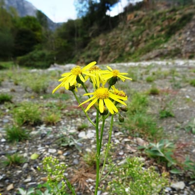 Jacobaea adonidifolia — flower