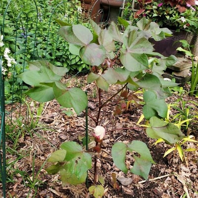 Gossypium hirsutum — flower