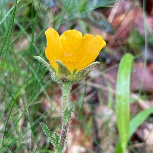 Geum sylvaticum — flower
