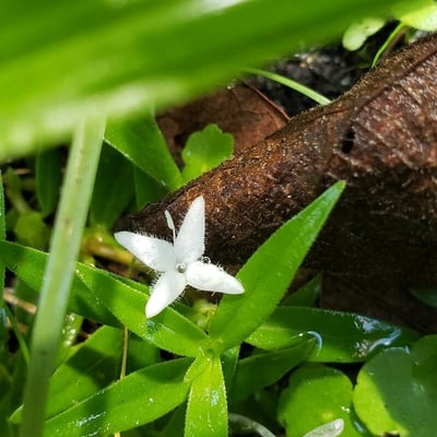 Diodia virginiana — flower