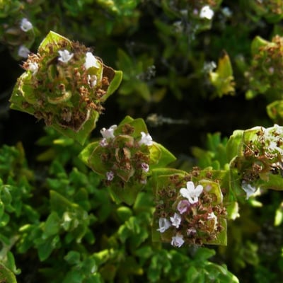 Thymus capitellatus — habit