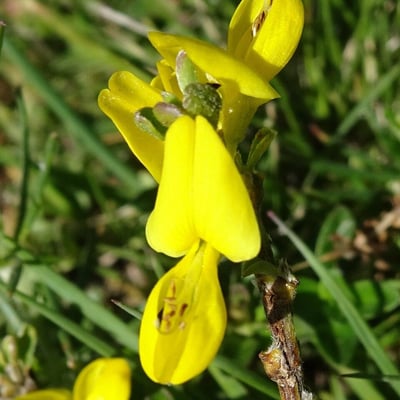 Genista pilosa — flower