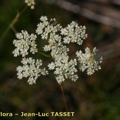 Pimpinella tragium — flower