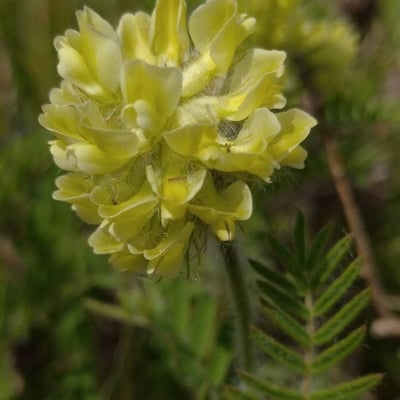 Oxytropis pilosa — flower