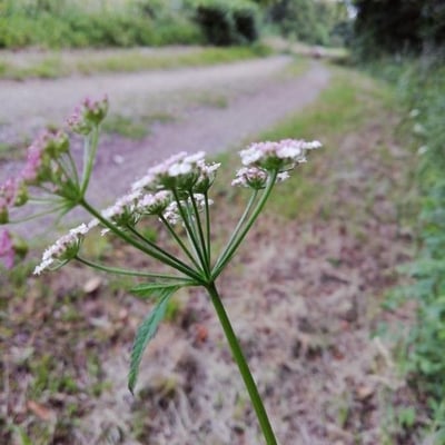 Torilis japonica — flower