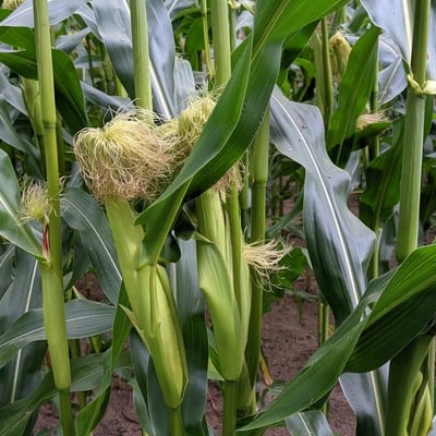 Zea mays — flower