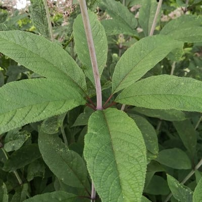 Eupatorium fistulosum — leaf