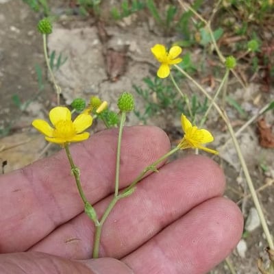 Ranunculus sardous — flower