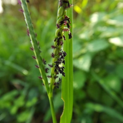Paspalum distichum — flower