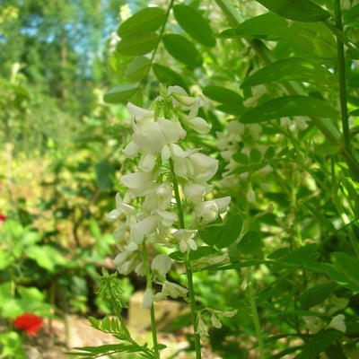 Glycyrrhiza glabra — flower