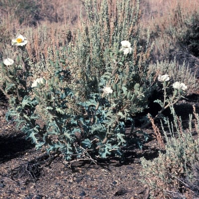 Argemone platyceras — habit