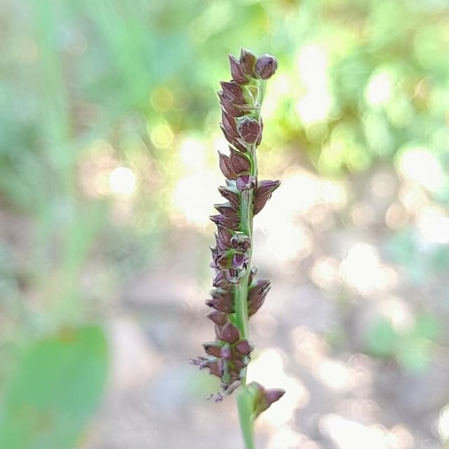 Echinochloa colona — flower