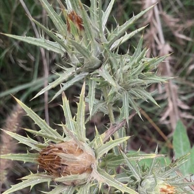 Carthamus lanatus — flower