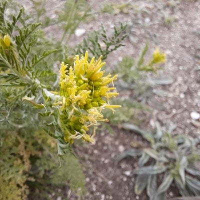 Descurainia sophia — flower