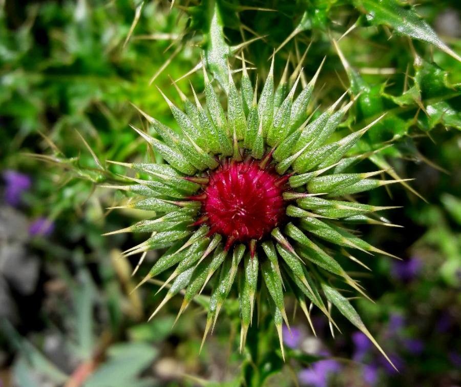 Musk thistle