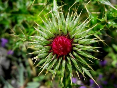 Musk thistle