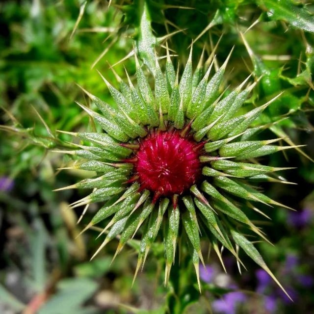 Carduus nutans — flower