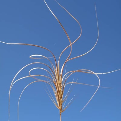 Taeniatherum caput-medusae — flower