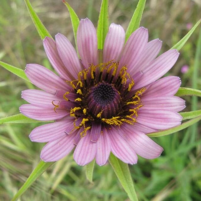 Tragopogon porrifolius — flower