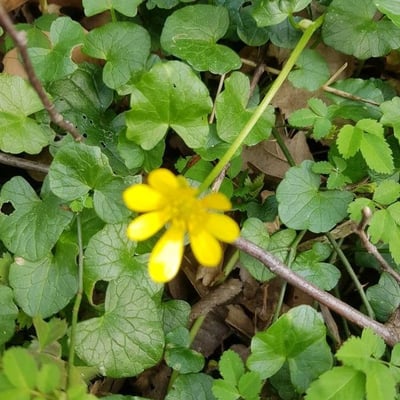 Ranunculus parviflorus — flower