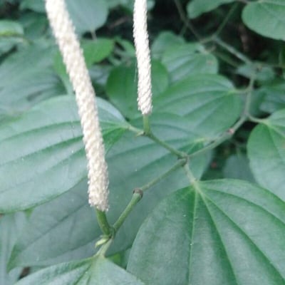 Piper amalago — flower