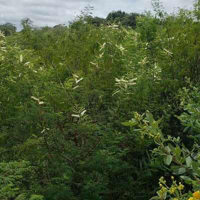 Mimosa tenuiflora — leaf