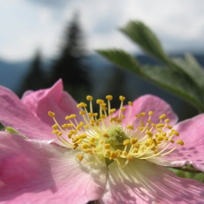 Rosa villosa — flower