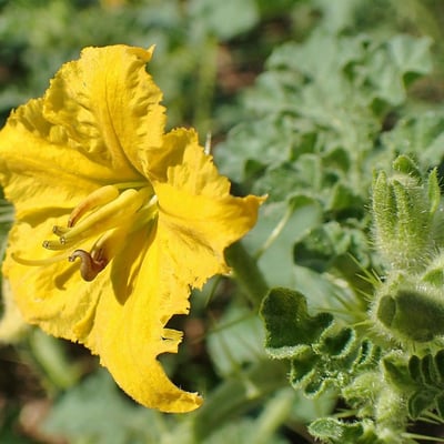 Solanum rostratum — flower