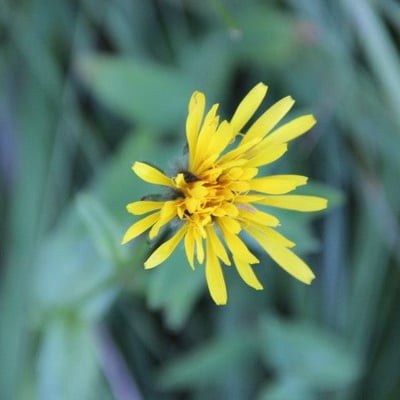 Hieracium prenanthoides — flower