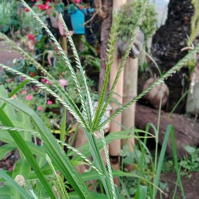 Eleusine indica — flower