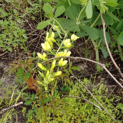 Baptisia bracteata — flower
