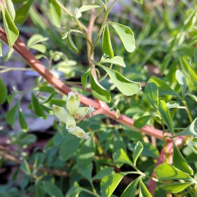 Ceratocapnos claviculata — flower