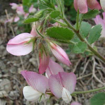 Ononis rotundifolia — flower