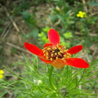 Adonis flammea — flower