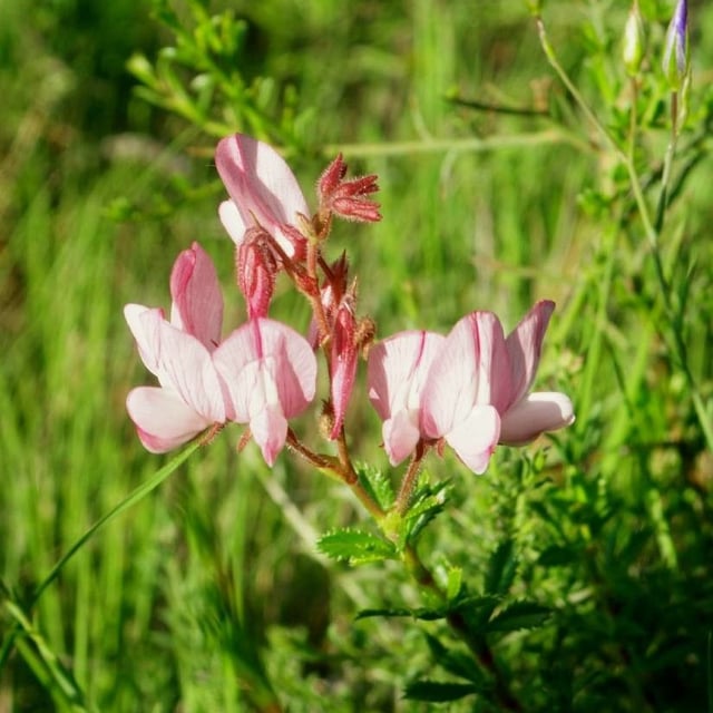 Ononis fruticosa — flower