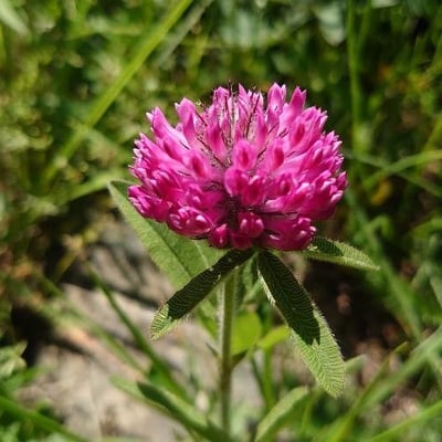 Trifolium alpestre — flower