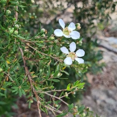 Leptospermum laevigatum — flower