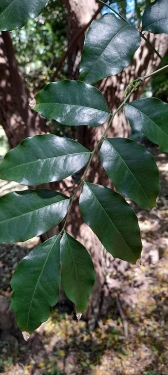 Myrocarpus frondosus