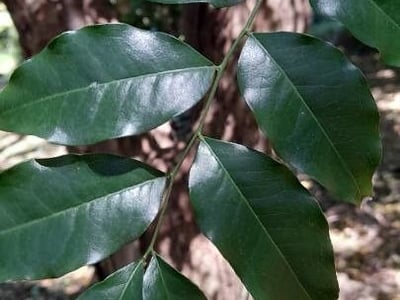 Myrocarpus frondosus