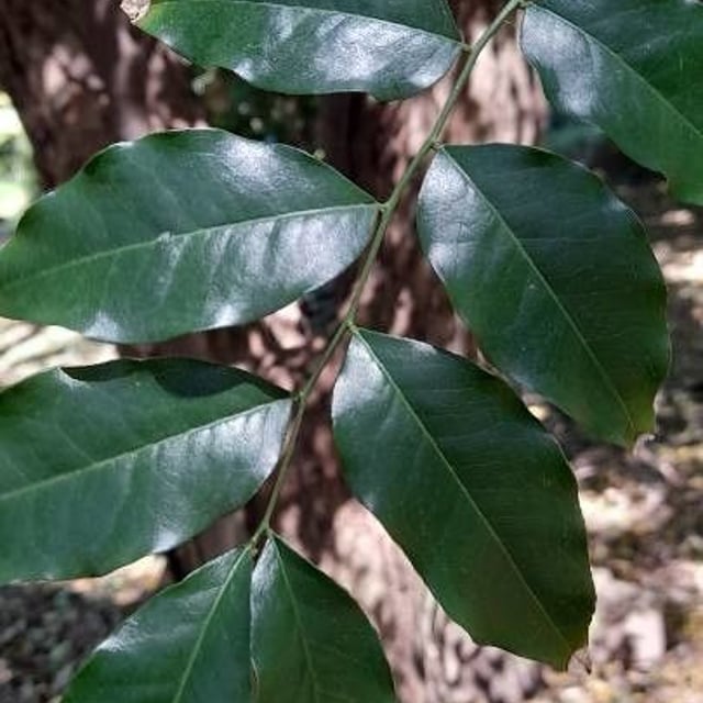 Myrocarpus frondosus