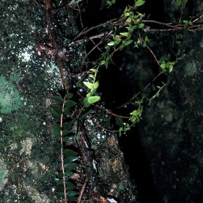 Metrosideros diffusa — bark