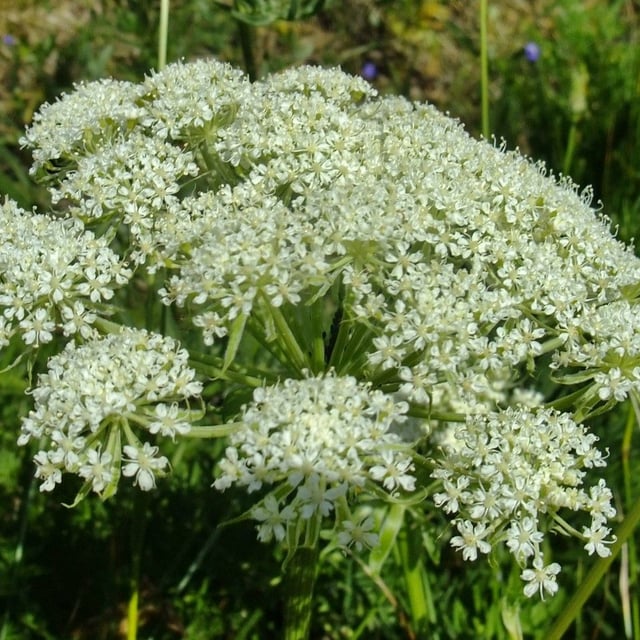 Laserpitium halleri — flower