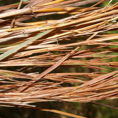 Andropogon glomeratus — bark