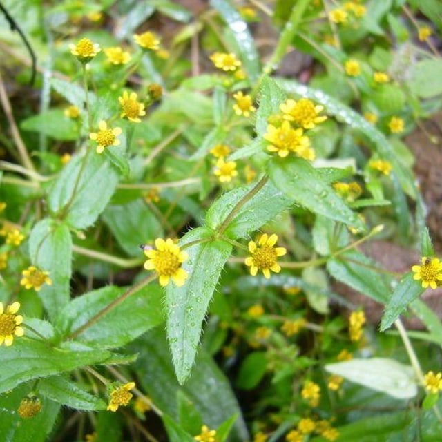 Jaegeria hirta — flower