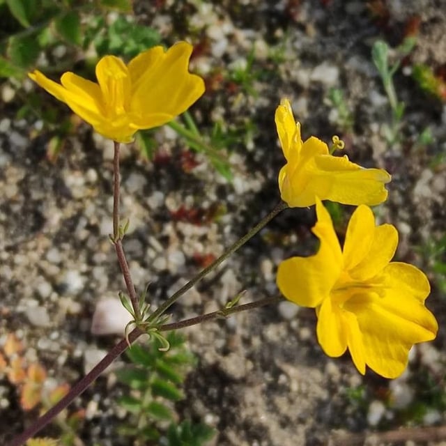 Hypecoum imberbe — flower