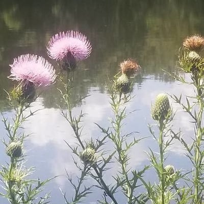 Cirsium discolor — flower