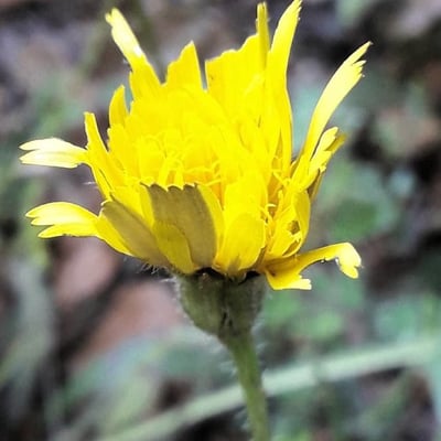 Leontodon tuberosus — flower