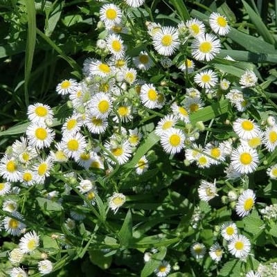 Erigeron strigosus — flower