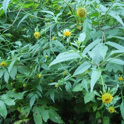 Bidens tripartita — flower