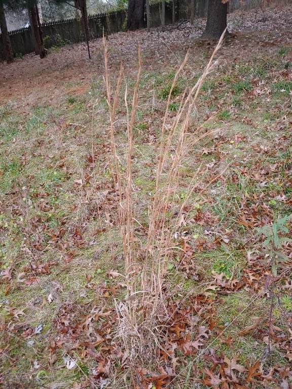 Broom-sedge
